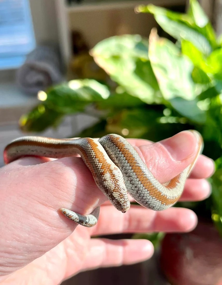 A small patterned snake coiled gently around a visitor's fingers.