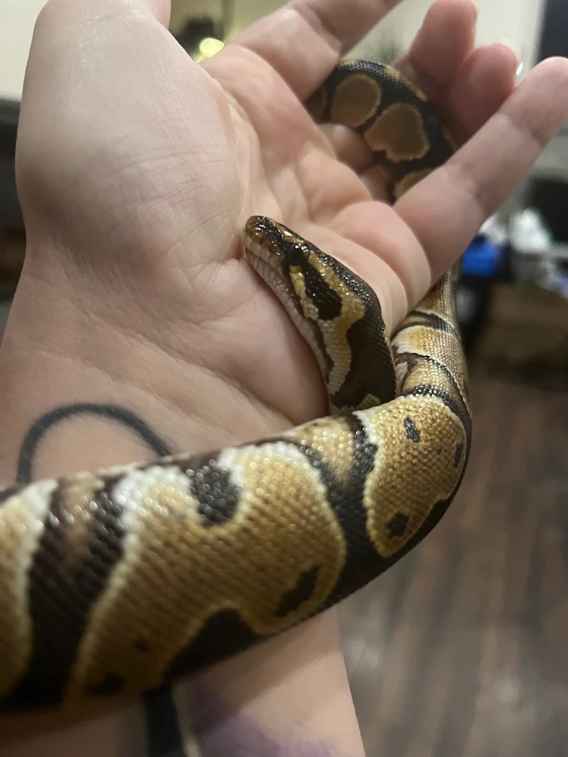 A ball python resting calmly in a person's hand.