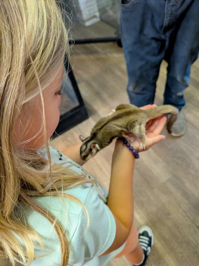 A young girl holding a small sugar glider in her hands.