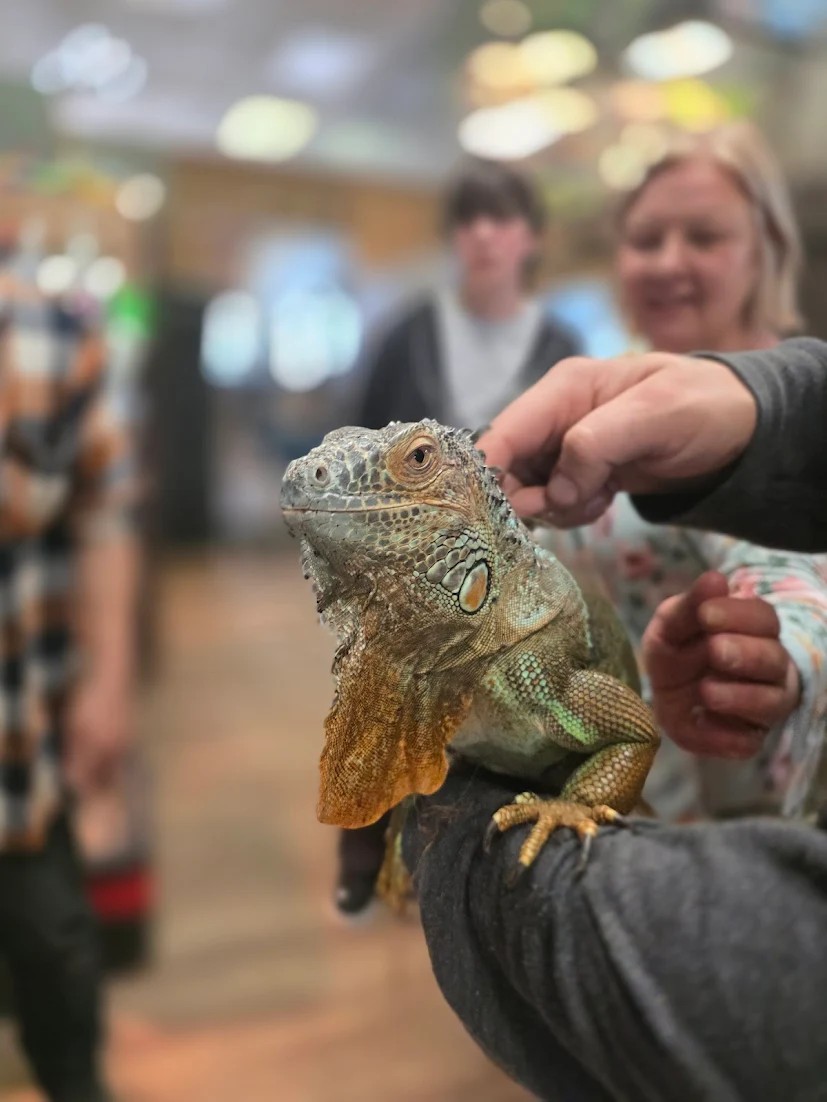 A guest gently petting a green iguana perched on a keeper's arm.