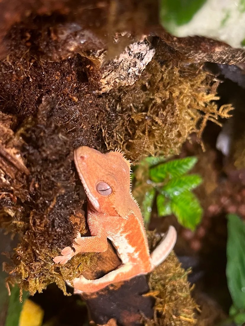A crested gecko resting on mossy wood inside a bioactive terrarium.