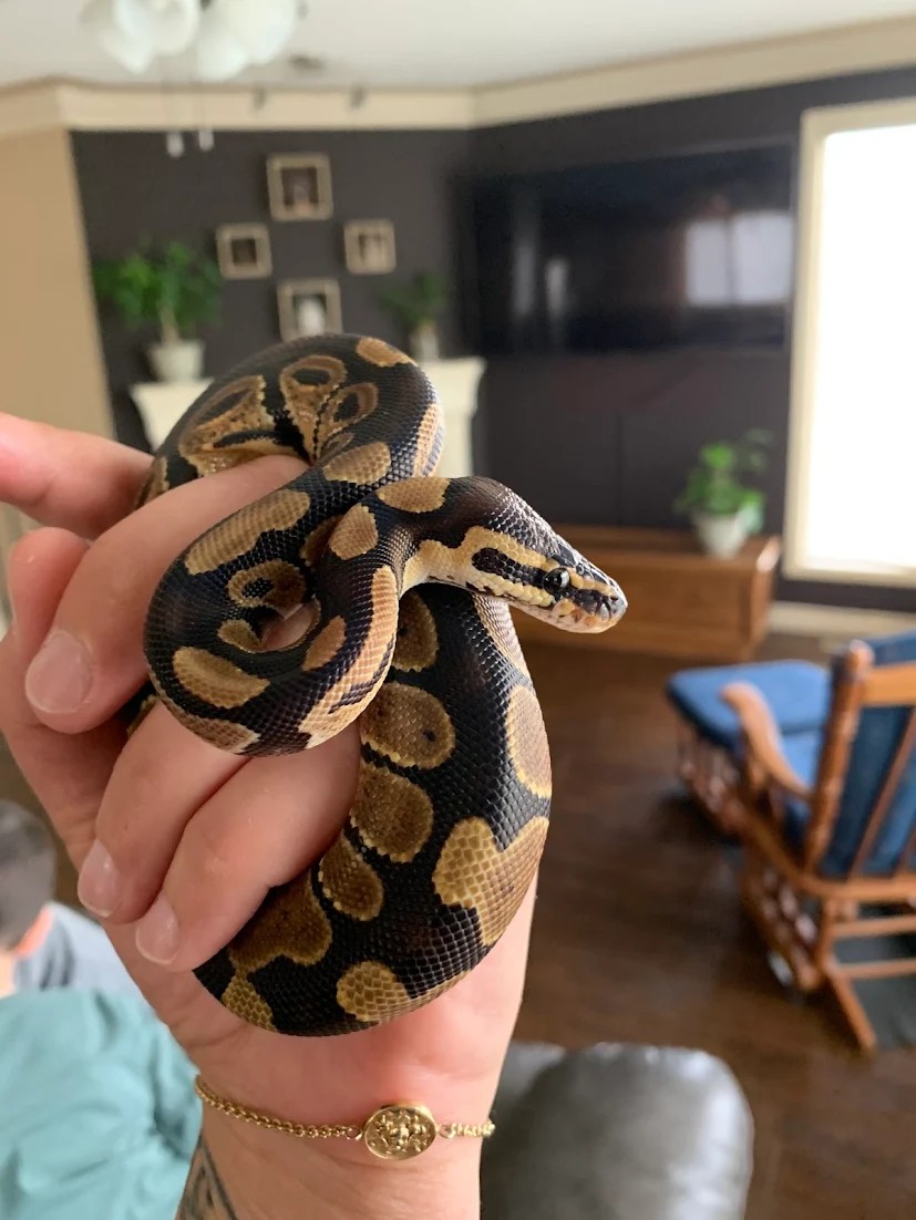 A visitor holding a ball python in their hand.